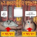 곰태지 이미지