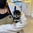 개키우는남자 강아지분양 대구본점 이미지