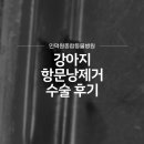 의왕동물병원 | 의왕동물병원추천 강아지 항문낭 제거 수술 후기