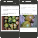 낙동강변로4-40 | 4월 첫째 주말 대저 짭짤이토마토 농장 낙동농장 입니다.