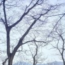 대관령5