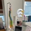 테이핑 및 마사지 | 부산체형교정 전문 광안리마사지 다스리움 재활과 체형교정 자세 어깨비대칭 얼굴피부 전신관리 모두...