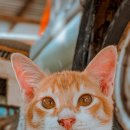 강아지 펫 헤븐 이미지