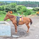 오케이승마장 이미지