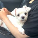 동물보육원 용인지부 이미지