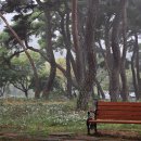 지천솔밭 이미지