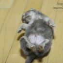 만덕24시동물병원 이미지