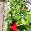 토토농장 이미지