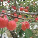 이유농장 이미지