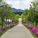 중국단풍길 이미지