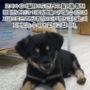 코카 이미지