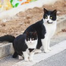 오누이 이미지