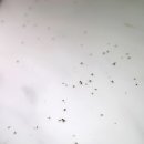 농림축산검역본부(식물검역기술개발센터) 이미지