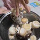 충만농장 | 아이랑 집에서 표고버섯키우기 - 드림버섯농장 키트