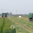 청보리들녘 이미지