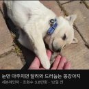 해피럭키 이미지