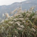 야생화답사 이미지