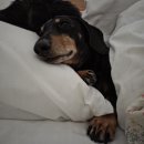 우두리 포펫 애견펜션 이미지