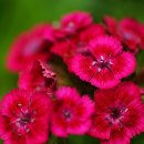 여우골농장 이미지