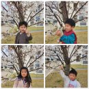 4월 행사-지역사회연계(어린이집 주변에서 봄에 핀 꽃을 관찰해요) 이미지