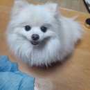 정수동물병원 | 잠실동물병원 노령견 노묘 컨디션 건강관리