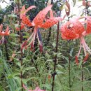 지호농장 이미지