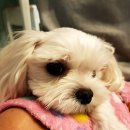 속초 애견펜션 양양 해피 플레이스 이미지