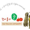 똑똑하개 이미지