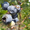 냇강마을 이미지