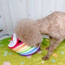 레인보우 포켓클럽 이미지