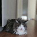 하트만동물병원 | [미구재짬] 힘든 구구, 회복에 도움되는 도구들