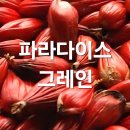 약초이야기 | 지방 태우는 천국의 씨앗? 파라다이스 그레인 효능과 부작용