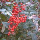 남천식품 이미지