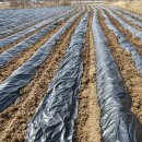 가리골농장 | 비닐피복, 감자밭 만들기, 양파밭 관리, 참치밥, 뭉치, 생분해 멀칭필름, 감자종자, 의정부, 양동인