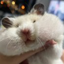 먹다