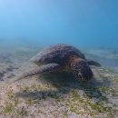 거북이약국 | 일본 미야코지마 3박4일 여행 후기 : 거북이투어, 야비지투어, 맛집추천