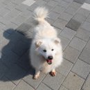 복실이 이미지