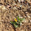 배가정원민박 이미지