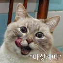 갈리지 이미지
