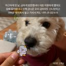 도그콕