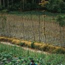 농업회사법인(주)동일농장이월2지점 | 청년창업농(청창농) 되는 방법 / 지원 혜택 / 유의사항 / Q&amp;A