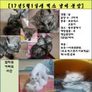 [광주 광역시 ]- 고양이 분양 코숏 믹스 새끼묘(1달반) 분양, 광주 광역시 이미지