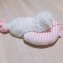 뽀송이 운동화 세탁 이미지