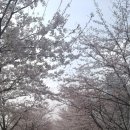 4월13일(목)안양천 십리벚꽃길과 도덕산 이미지