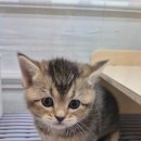 창원고양이분양 퍼스트캣 창원점 이미지