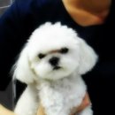 분당파크뷰동물병원 이미지