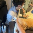 정직 동물병원 이미지