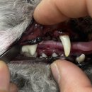 강아지 스케일링 및 발치 후기, 인천 24시 유앤미 동물병원