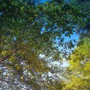 수덕사 진입로 이미지