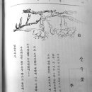 조광1941년(4) - 경산화백 홍우백 삽화 이미지
